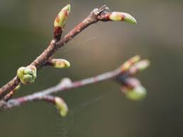 25,445 likes · 1,182 talking about this. æ²³æ´¥æ¡œã¯ã¾ã è•¾ è‡ªç„¶é¢¨ã®è‡ªç„¶é¢¨ã ã‚ˆã‚Š