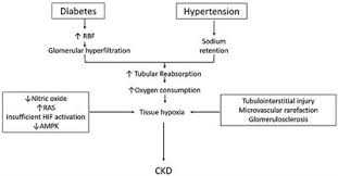 Frontiers Renal Oxygenation In The Pathophysiology Of