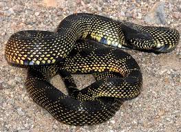 Desert Kingsnake Lampropeltis Gutula Splendida 92318 Animal Planet Deserts Reptiles