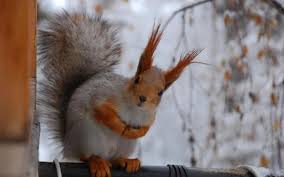 Cute Winter Animal Wallpapers - Top Free Cute Winter Animal Backgrounds - WallpaperAccess