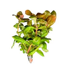 Image result for Anticharis senegalensis