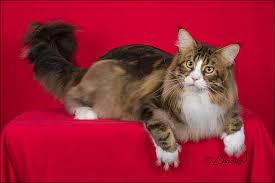 Find maine coon kittens in canada | visit kijiji classifieds to buy, sell, or trade almost anything! The Maine Lvrs Brothers