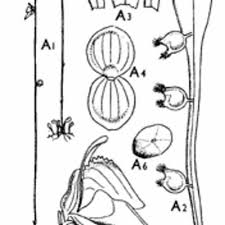 Image result for Utricularia arenaria