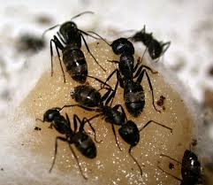 Kết quả hình ảnh cho KIẾN