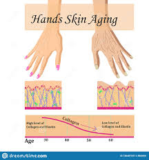 Hands Skin Aging Vector Illustration With A Chart