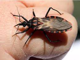 The listing below showcases common insects with the colors black and orange associated with them and found throughout the united states, canada, and mexico. What Kissing Bugs Look Like How To Tell Them Apart From Stink Bugs
