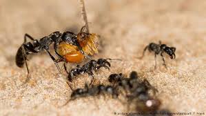 hewan yang hidup berkelompok