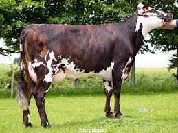 Normando Dairy Cows Animals Cow