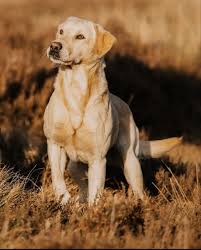 Image result for labrador retrívr
