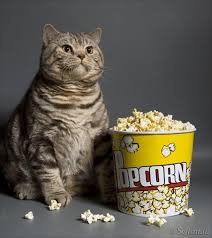 Charlie, the seal mitted ragdoll cat with a blaze, is my dominant cat. 14 Unexpected Thing About Can Cats Eat Popcorn You Shouldn T Miss It