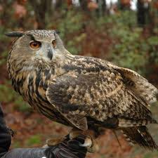 See full list on owlcation.com Eurasian Eagle Owl Wildlife Images Rehabilitation And Education Center