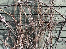 Check spelling or type a new query. Should This Honeysuckle Be Pruned