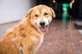 When cancerous tumors form on connective tissues, it is a sarcoma. Skin Cancer And Your Dog What You Should Know