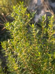 Image result for Anthospermum welwitschii