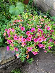 Image result for calibrachoa million bells
