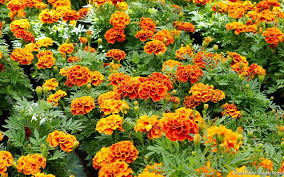 Semer Les œillets D Inde Avec La Lune En 2020 Fleurs Utiles Au Potager Pucerons Oeillet D Inde