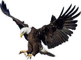 Check spelling or type a new query. Picture Of Eagle Png Eagle Images Pet Birds Eagle