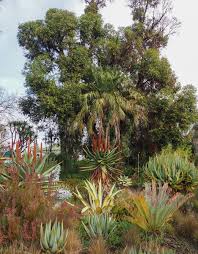 Image result for Clutia robusta