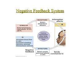 Negative Feedback In Anatomy Anatomy Drawing Diagram