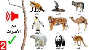 اجمل انواع الحيوانات حول العالم اشكال الحيوانات واسمائها طقطقه