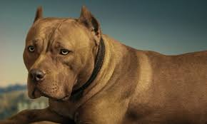 Once Upon A Time In Hollywood S Real Hero Is A Hungry Hungry Pit Bull Vanity Fair