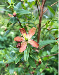 Image result for Duosperma fimbriatum