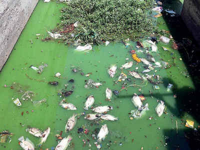 Image result for sabarmati fish death"