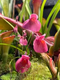 Image result for Utricularia spiralis