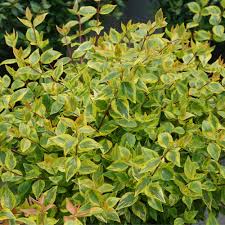 Image result for Berlinia grandiflora