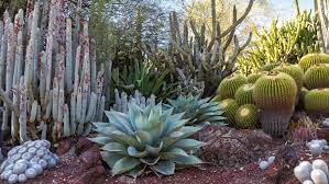 Some, like desert cassia and parkinsonia, bloom in. How To Choose Drought Tolerant Plants Bunnings Australia