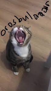 Narteks In Yuzu Gulur Mu On Twitter Bizim Kedi Delirdi