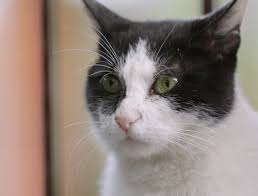 Psikopat Kedi Film Here Is A Sweet Natured Documentary From Turkish Film Maker Ceyda Torun Celebrating The Street Cats Of Istanb Cats Turkish Film Stray Cat