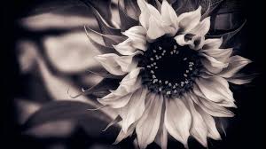 Find the best sunflower backgrounds on wallpapertag. Free Download Black And White Sunflower Wallpaper Sunflower Black And White 1440x900 For Your Desktop Mobile Tablet Explore 50 Black And White Flower Wallpaper Black Wallpaper With Flowers Large
