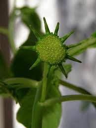 Image result for Dorstenia buchananii