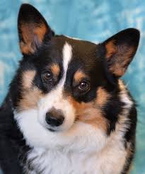 Prices are listed under puppy pricing. Pin On Dogs For Adoption
