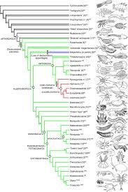 Whereas the phylogenies proposed up to this point are relatively uncomplicated, even if they are not universally agreed, relationships within the euarthropoda are particularly fraught. Arthropod Fossil Data Increase Congruence Of Morphological And Molecular Phylogenies Nature Communications