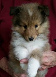 We did not find results for: Toy Sheltie Puppy Teacup Mini Sheltie Novocom Top