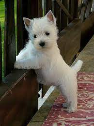 Click here to view westie dogs for adoption. Bb53b5097fdad78c128eb9946e592b70 Jpg 539 720 Pixels Westie Puppies Westie Dogs Puppies