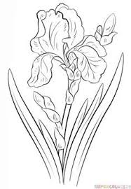 Flower Drawings On Pinterest How To Draw Flowers Drawings And Iris Drawing Flower Sketches Flower Drawing