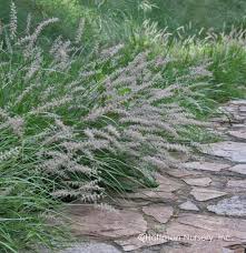 Pennisetum karley rose, 3ft tall, 4 ft wide. Pennisetum Orientale Karley Rose Hoffman Nursery