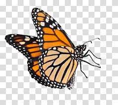 Butterfly Male Monarch Butterfly Transparent Background Png Clipart Butterfly Background Butterfly Black And White Transparent Background