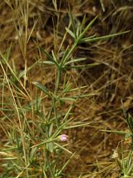 Image result for Fagonia isotricha