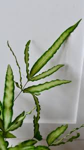 Image result for Pteris cretica