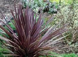 Cordyline Australis Red Sensation Sloat Garden Center Architectural Plants Ornamental Plants Garden Center