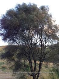Image result for Casuarina verticillata