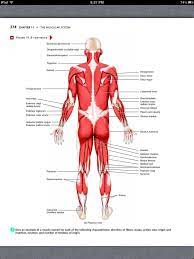 Principles Of Anatomy And Physiology Chapter 11 The Muscular System 9 Book Pg 374 Muscular System Muscular Anatomy And Physiology