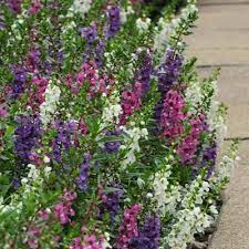 Angelonia Serenita Mix F1 In 2021 Annual Plants Plants Planting Flowers