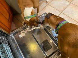 White boxers have an undeniable charm. Boxers To The Rescue Boxer Rescue Adoption Inc Home Facebook