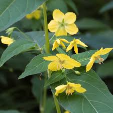 Image result for Lysimachia barbata