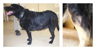 Gudcef tablet | gudcef 200. Efficacy Of Cefpodoxime With Clavulanic Acid In The Treatment Of Recurrent Pyoderma In Dogs